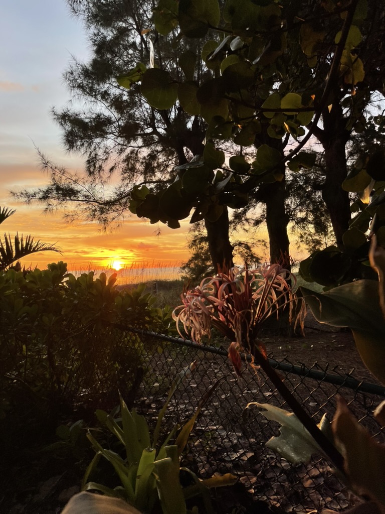 Sunset over the Gulf of Mexico from Longboat Key, with sea grapes and a blooming spider lily in the foreground